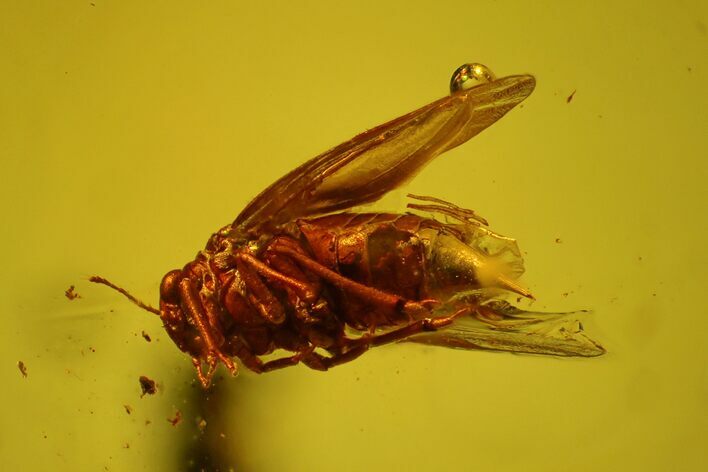 Detailed Fossil Fly (Brachycera) In Baltic Amber #159822